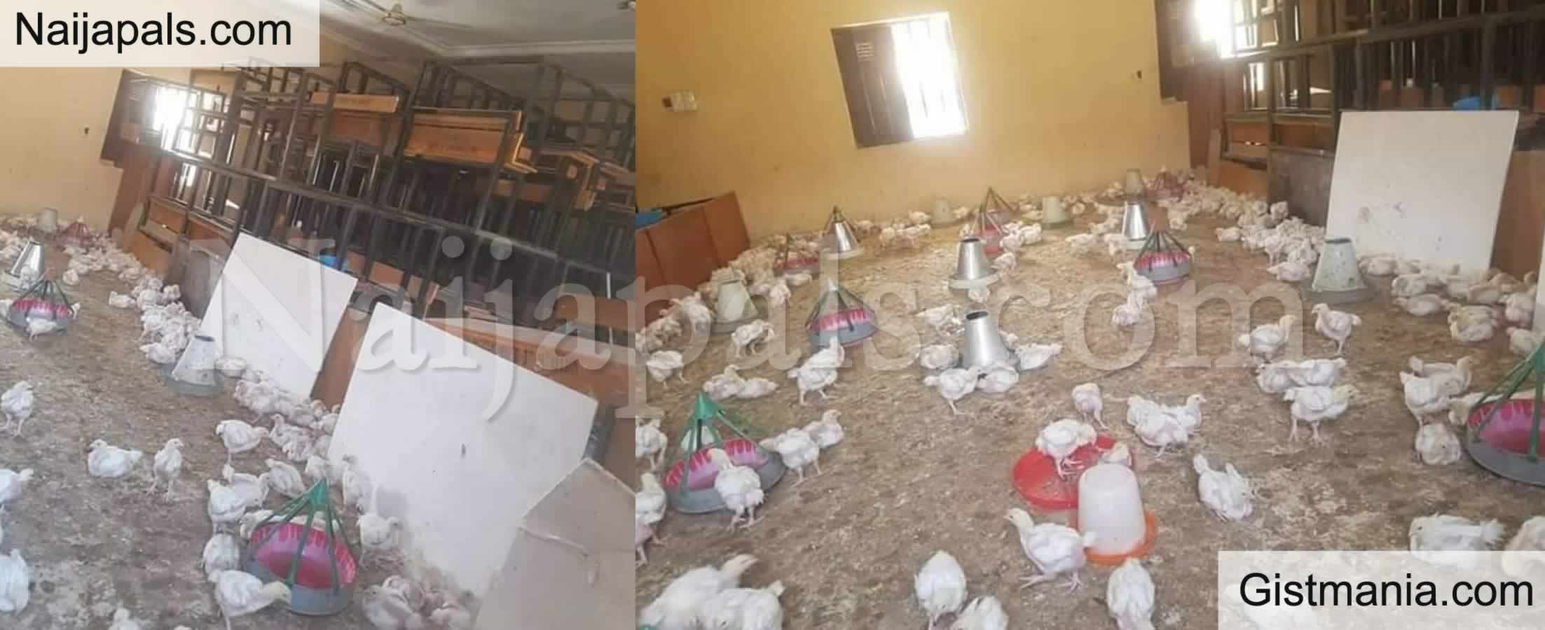 Poultry Attendants Arraigned For Stealing 628 Chickens In Ibadan
