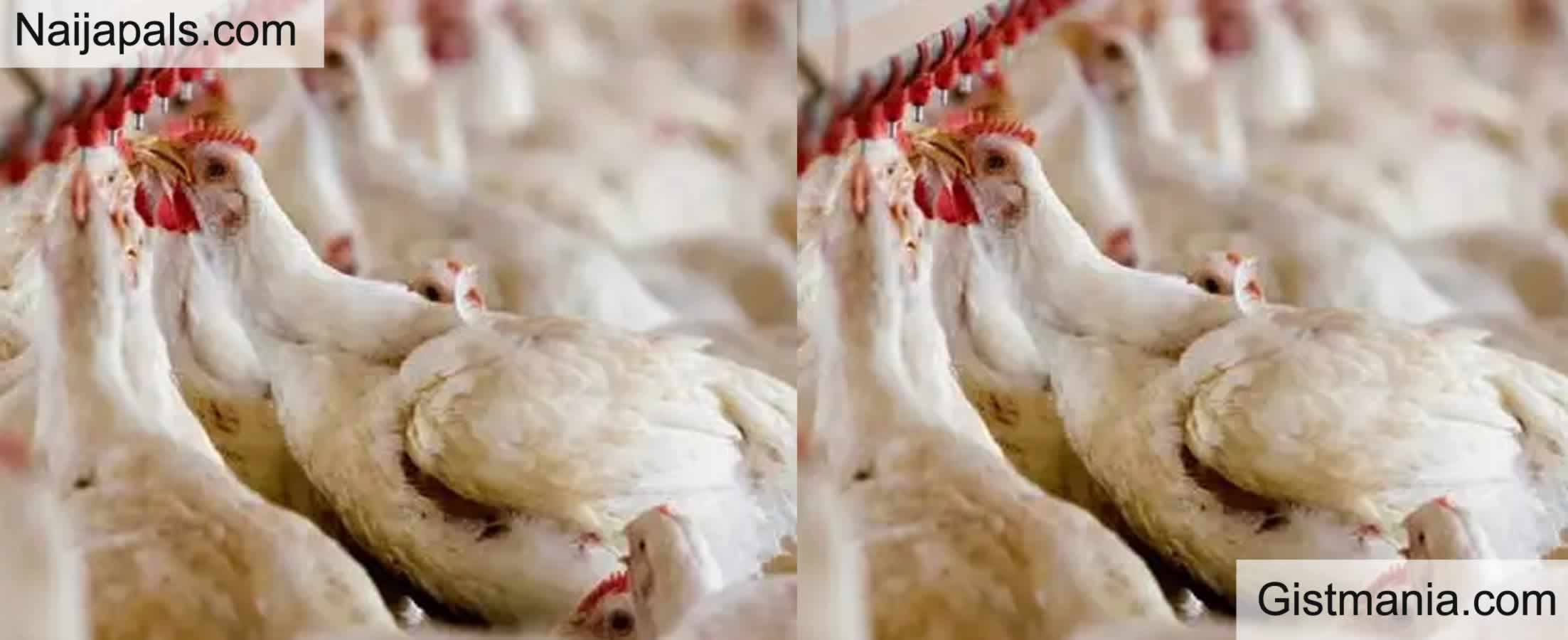 Childhood Prank Turns Deadly As Nigerian Man Confesses To Poisoning 250 Chickens