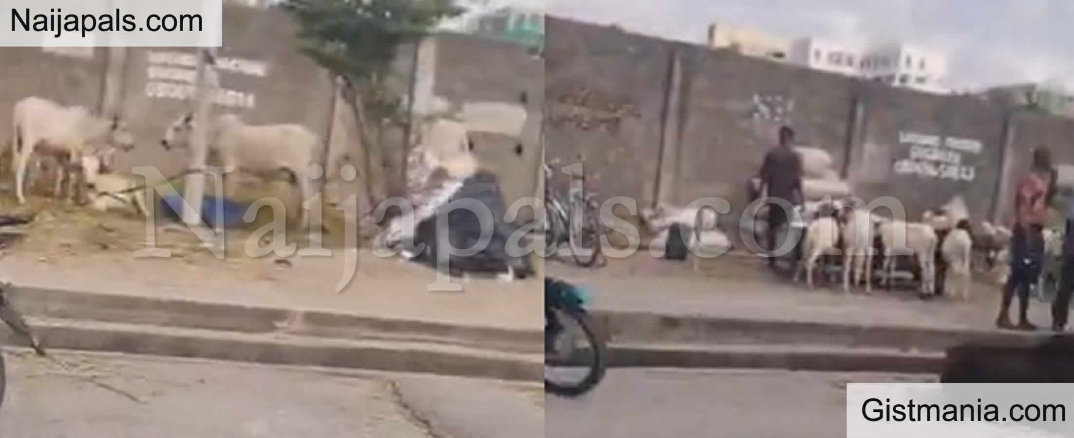 Sallah: Man Decries Set-Up Of An ‘Illegal Goat And Cow Market’ In Lekki Phase One