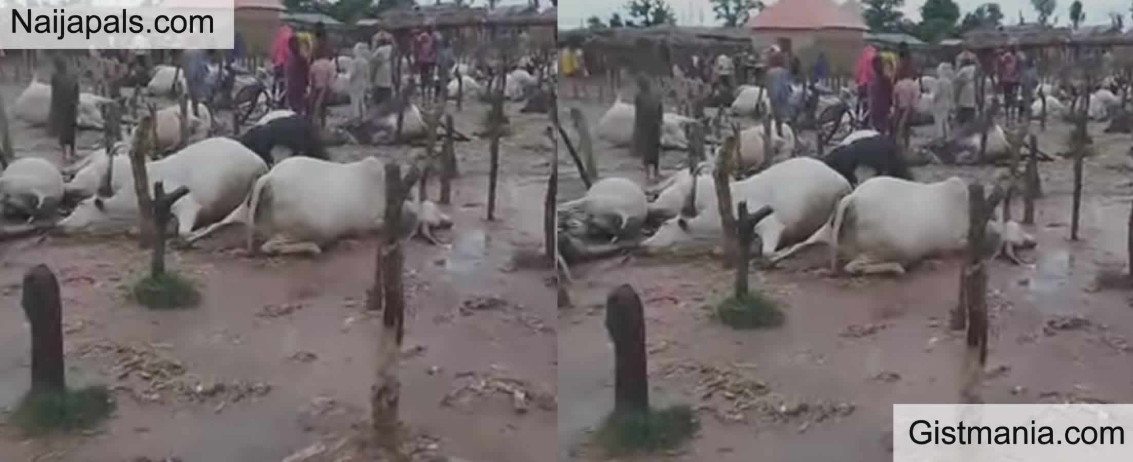 Lightning Strikes Kill 32 Cows In Ogun During Heavy Rainfall