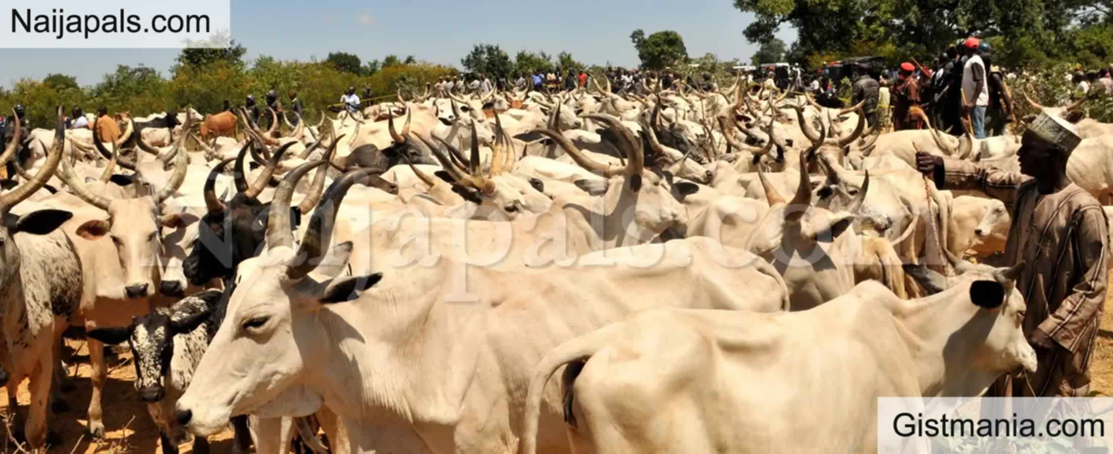 15 Killed In Fresh Herdsmen Attack In Benue