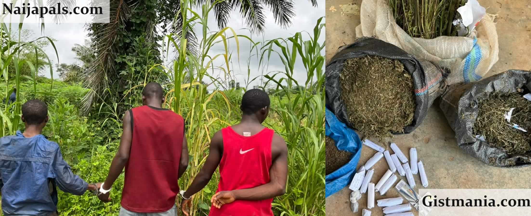 Nasarawa Police Arrest Three Suspects, Recover Suspected Indian Hemp in Major Bust (Photos)