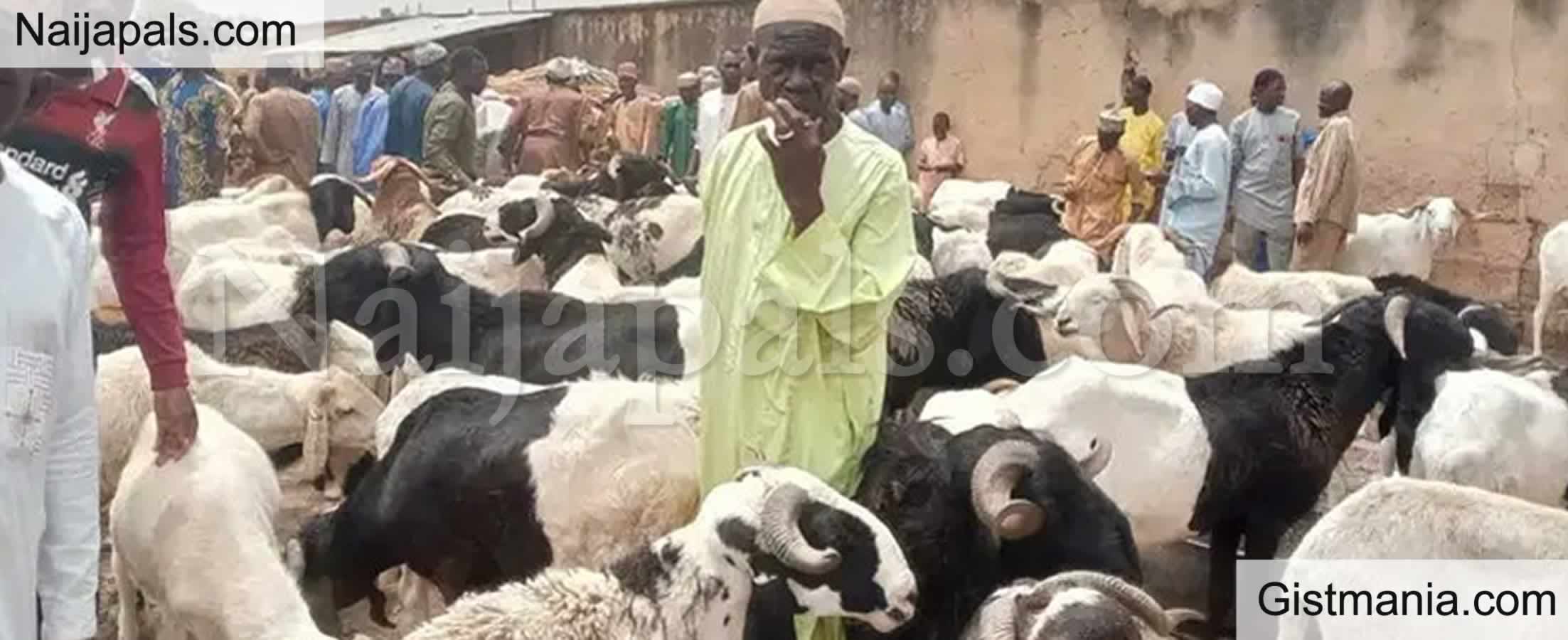 VIDEO: Ram Sellers in Nigeria Cry Over Low Patronage Just Few Days to Sallah