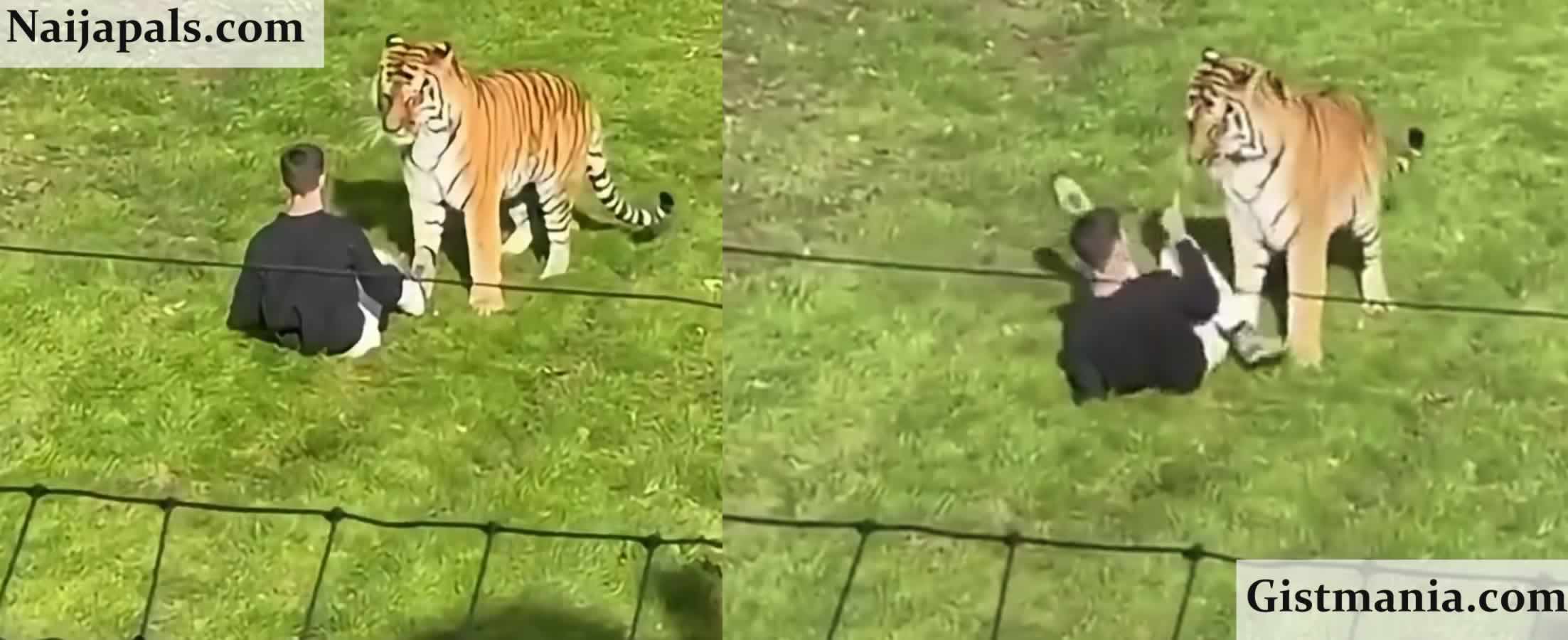 Horror at UK Wildlife Park as Man Is Mauled to Death After Entering Tiger Enclosure (Video)