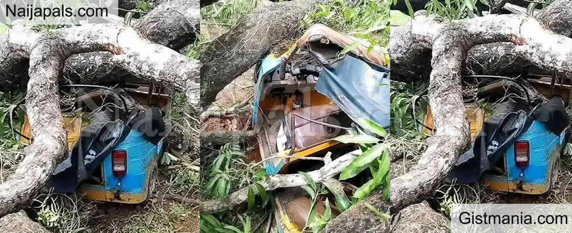 PHOTOS: Pregnant Woman & Husband Survive After a Big Tree Fell on Their Tricycle In Ebonyi